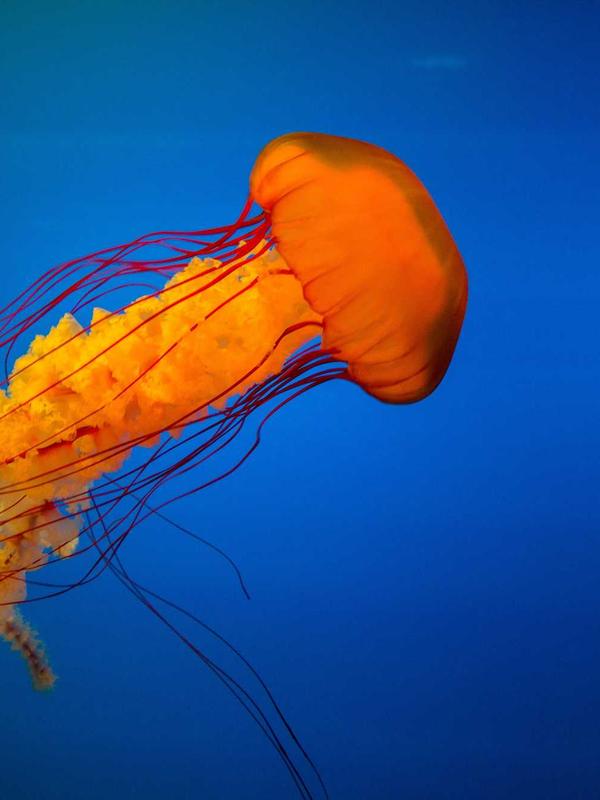 Royal silk Janmashtami Laddu Gopal poshak with gold embroidery by Gopalji Fashion